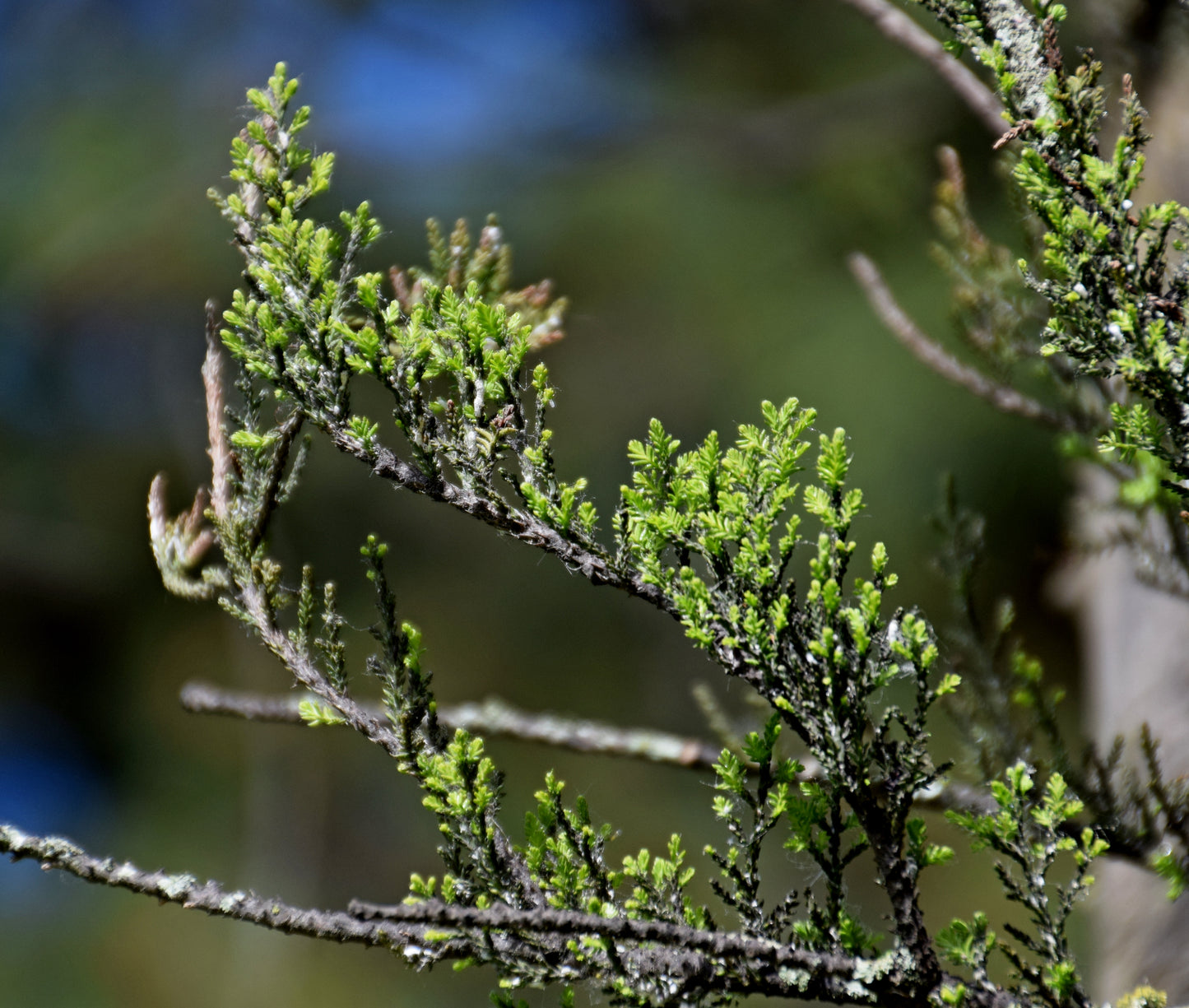 Kahika Kahikatea (Dacrycarpus dacrydioides)