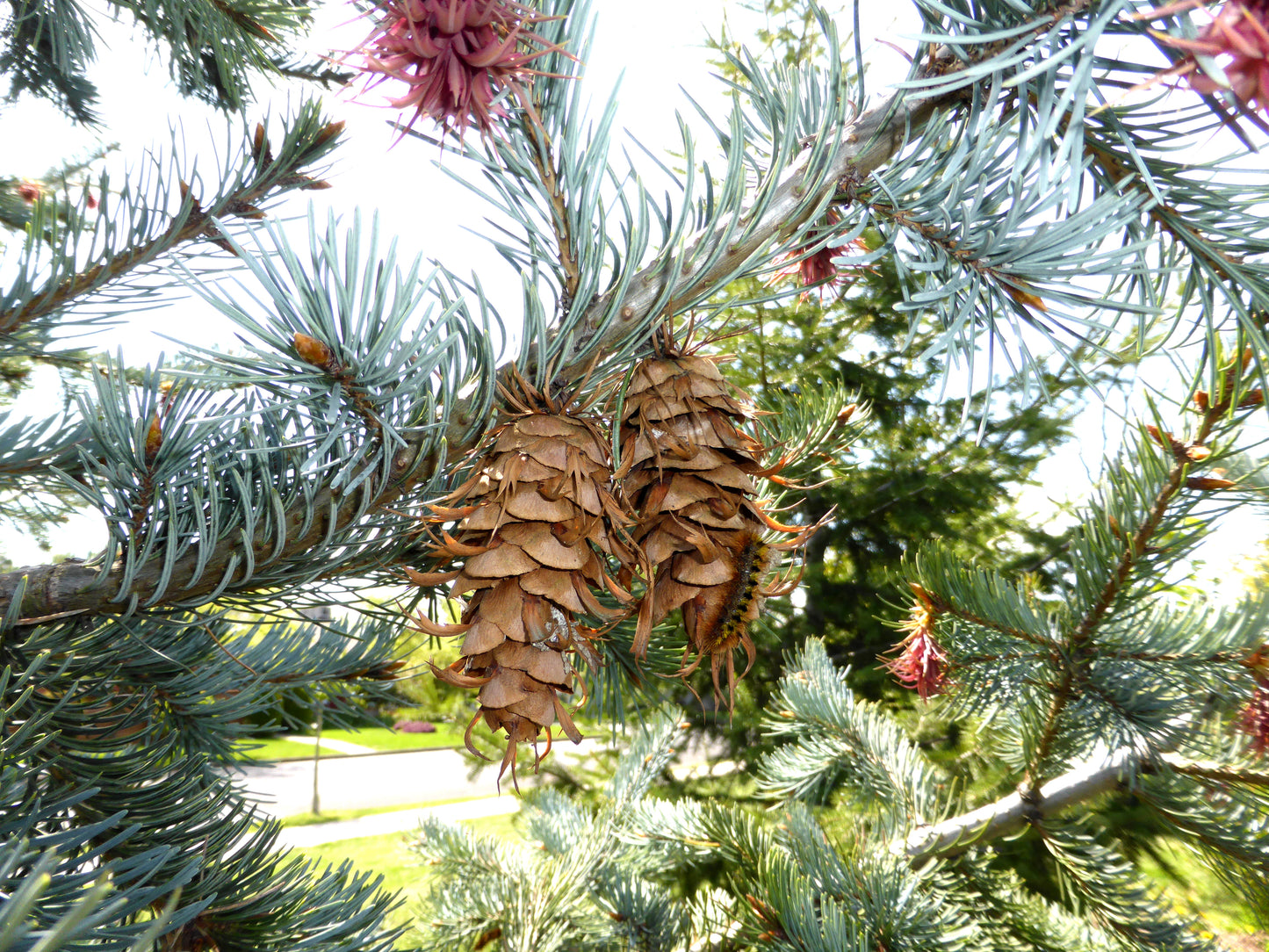 Flathead Douglas Fir (Pseudotsuga menziesii var. glauca MT Flathead)