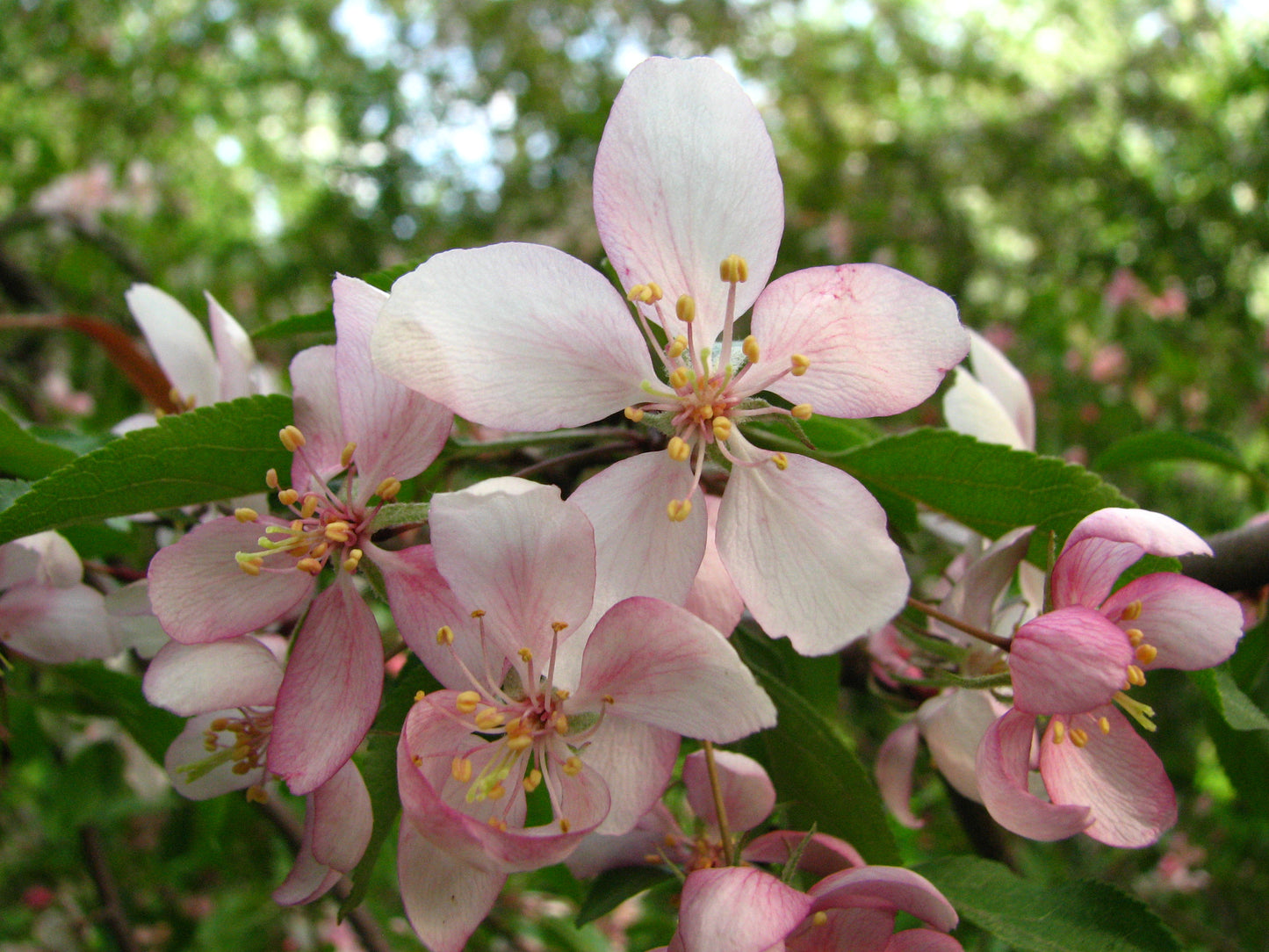 Bittenfelder Apple (Malus pumila var. Bittenfelder)