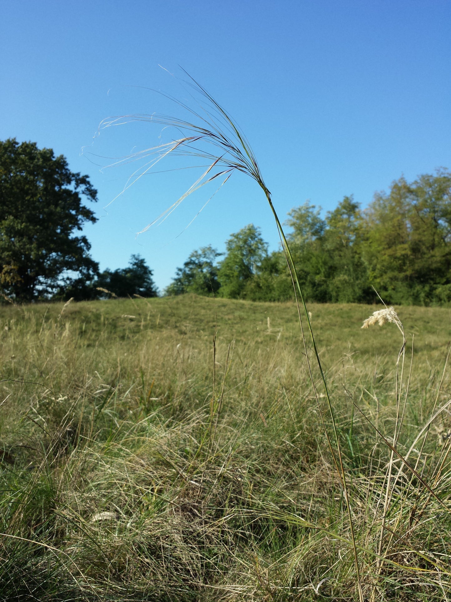 Needle Grass (Stipa capillata)