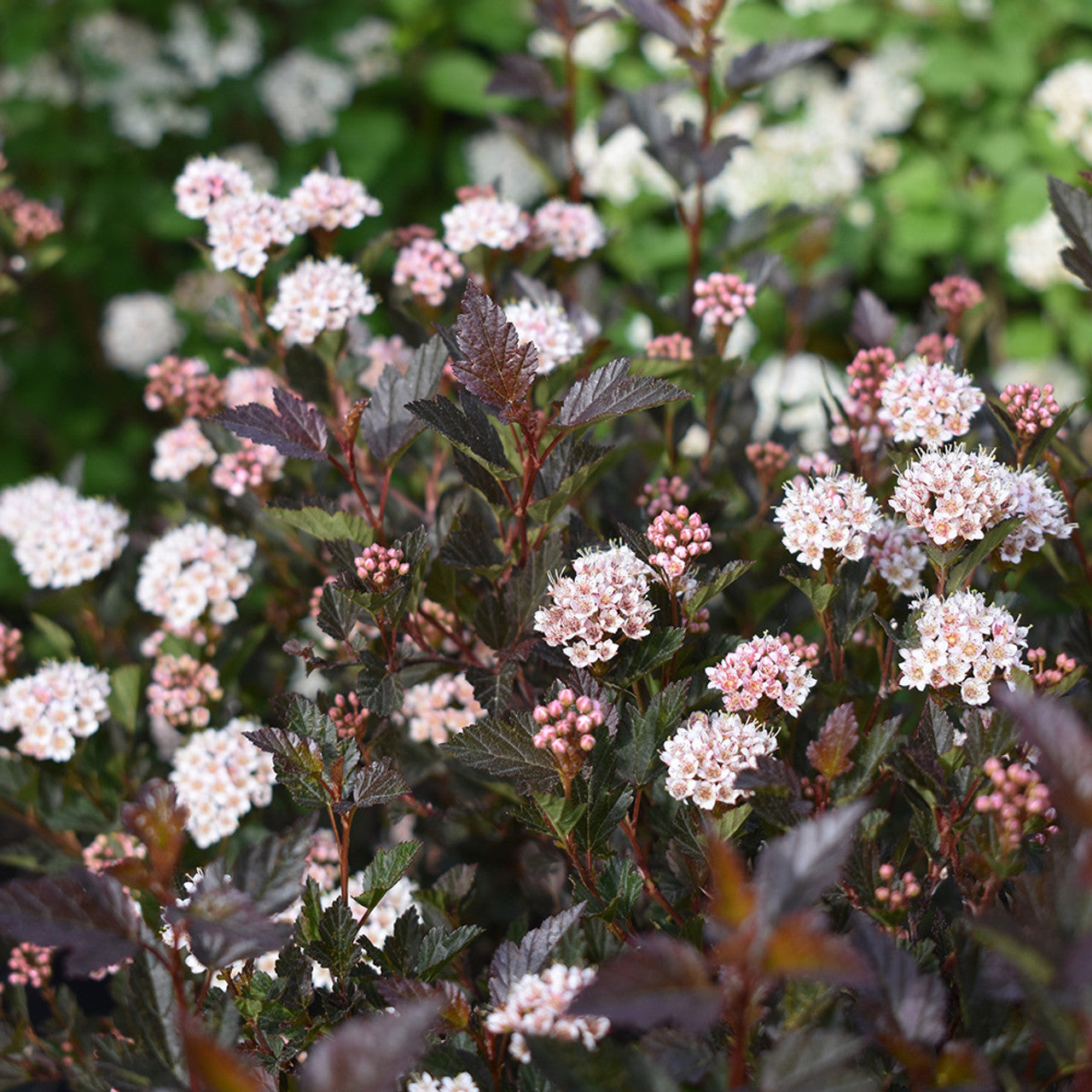 Atlantic Ninebark Common Eastern (Physocarpus opulifolius)