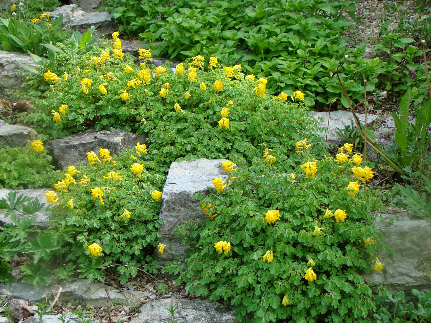 Golden Bleeding Heart Corydalis Fumatory Rock Fumewort (Corydalis lutea)