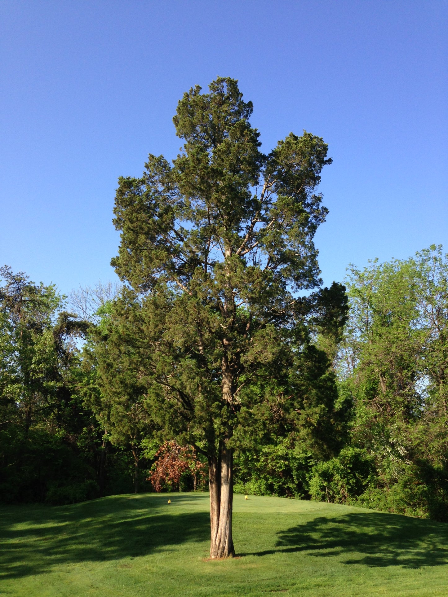 Eastern Cedar Eastern Redcedar (Juniperus virginiana midwestern eco-type)