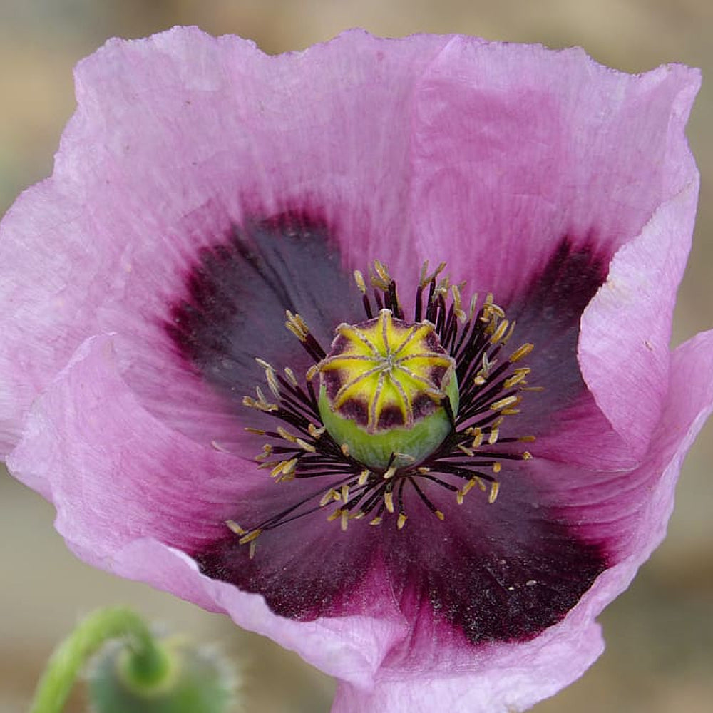 Giant Poppy (Papaver somniferum 'The Giant')