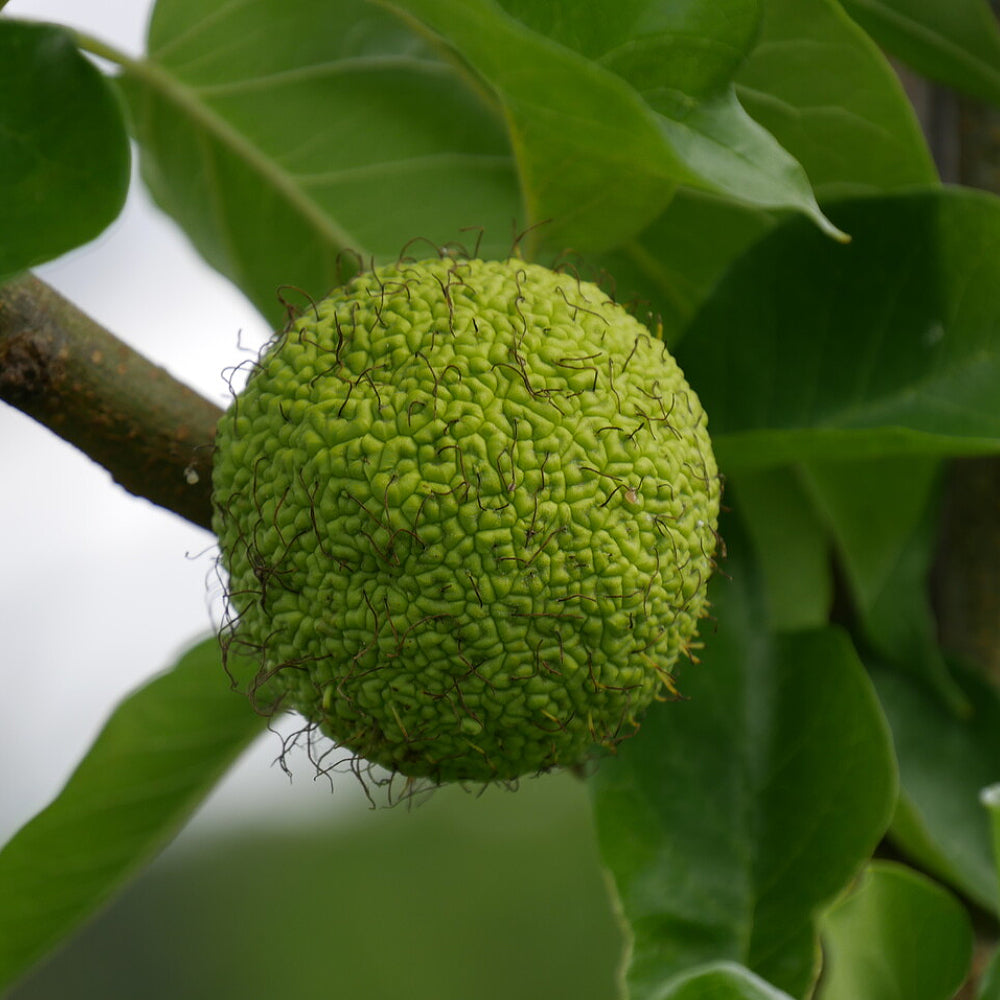 Bodark Bois Darc Hedge Apple Horse Osage Orange (Maclura pomifera)