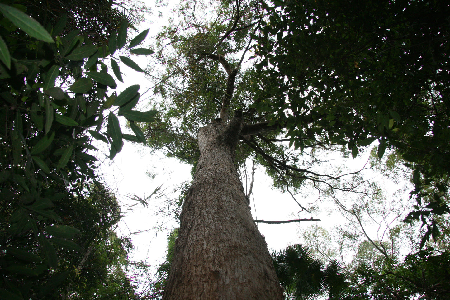 Australian Tallowwood Eucalyptus (Eucalyptus microcorys)