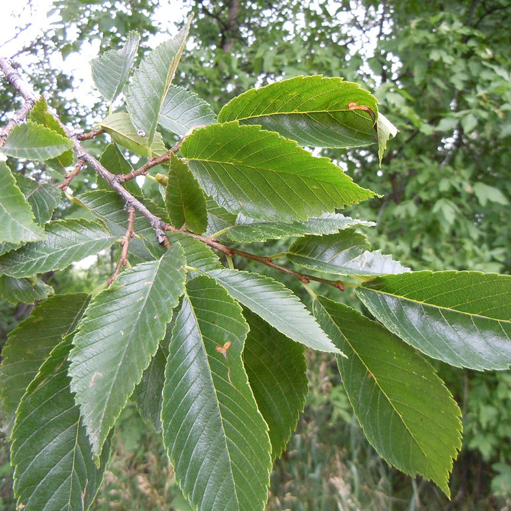 Cedar Elm (Ulmus crassifolia)
