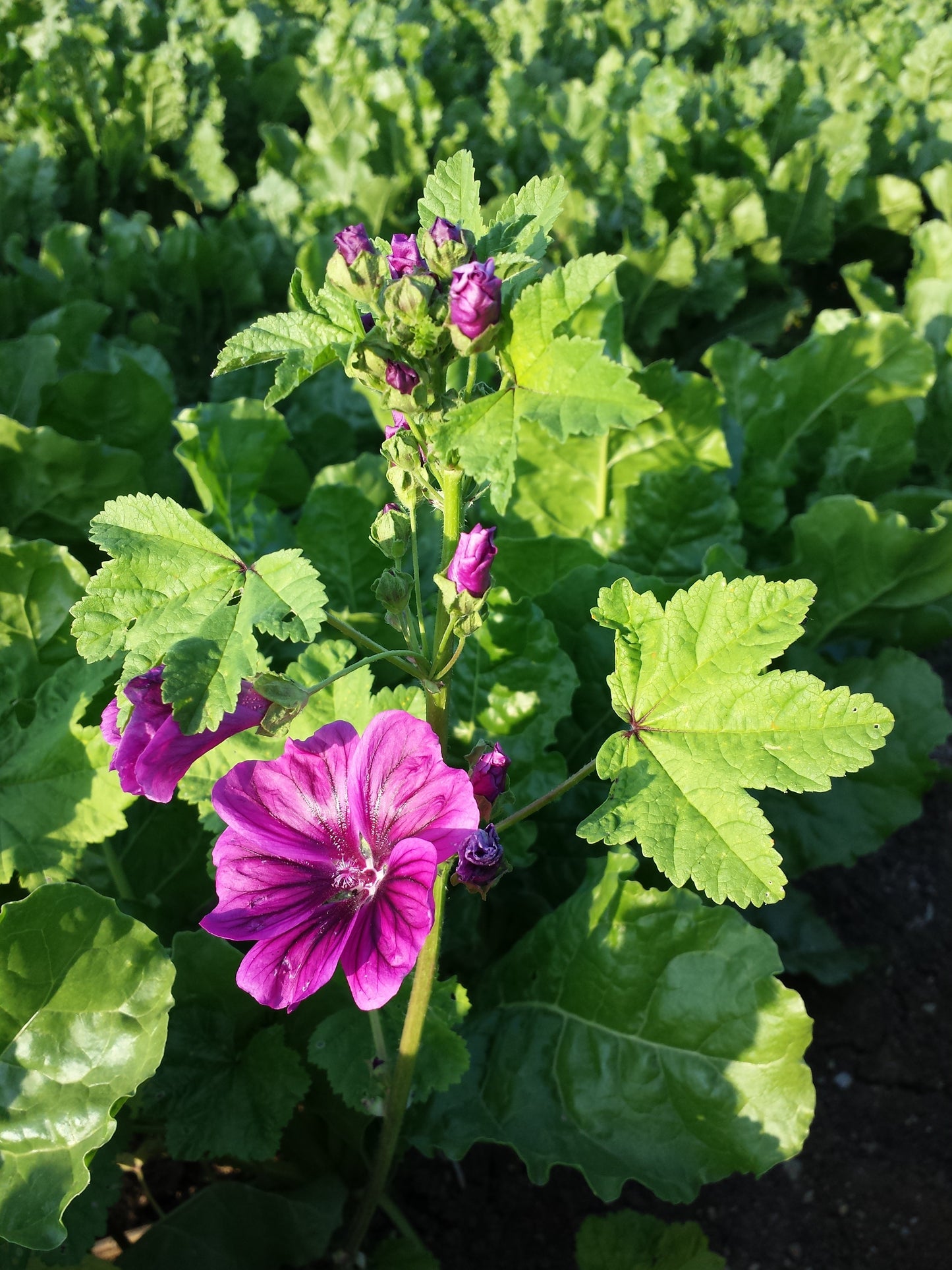 High Mallow (Malva sylvestris 'Mauritiana')