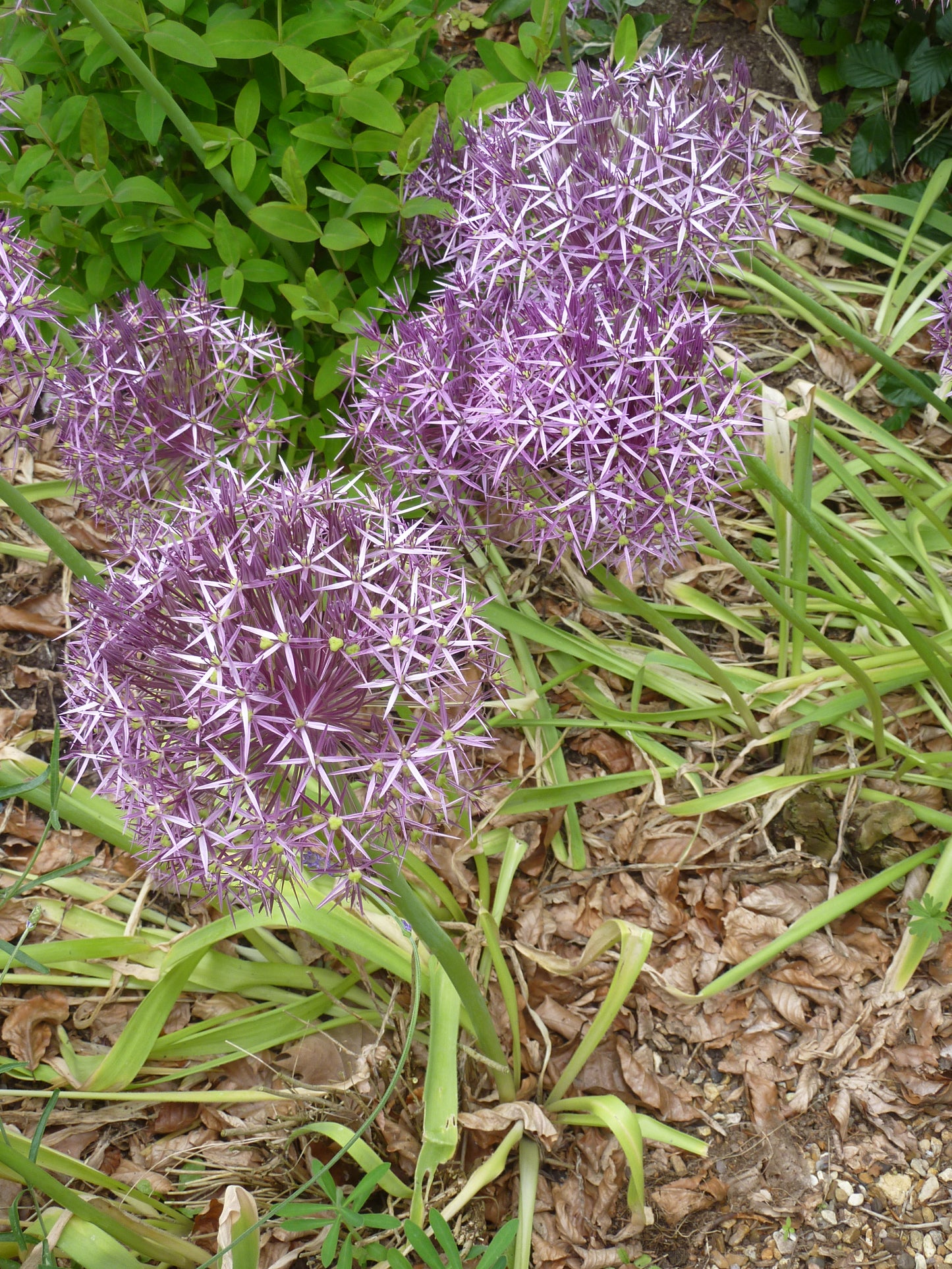 Star Persia (Allium christophii)
