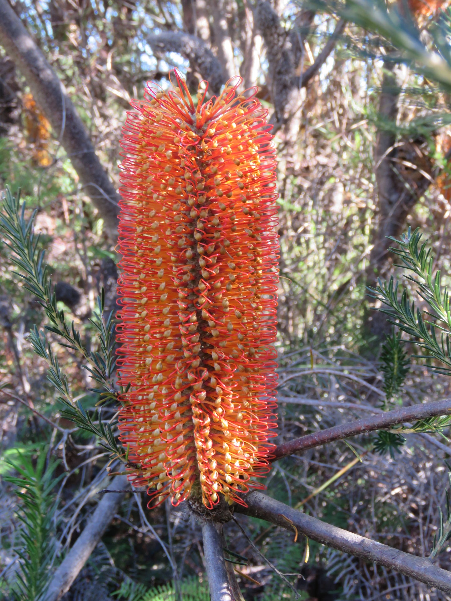 Heath Banksia Heath-leaf Heath-leaved Lantern Banksia (Banksia ericifolia)