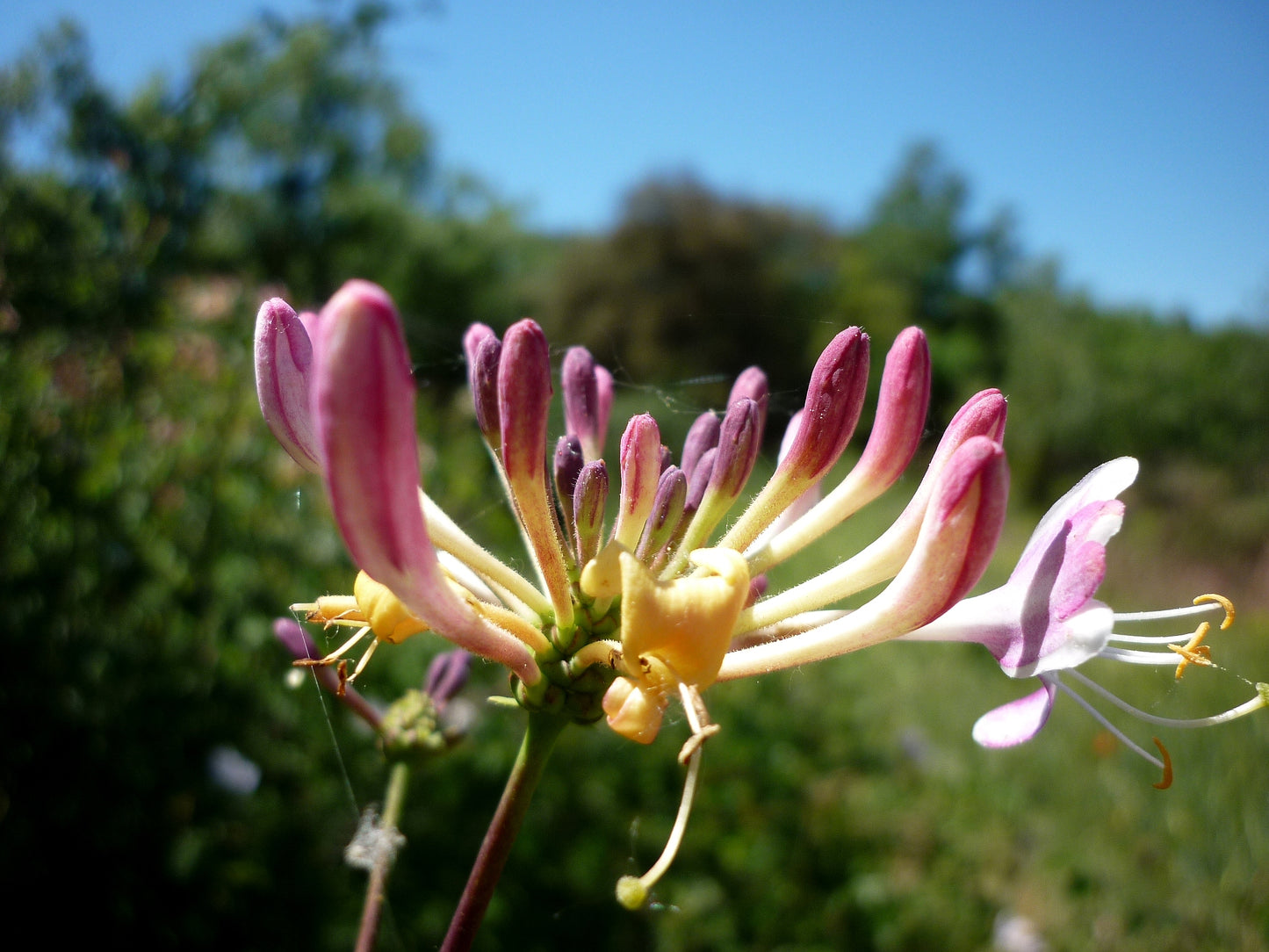 Etruscan Honeysuckle (Lonicera etrusca)
