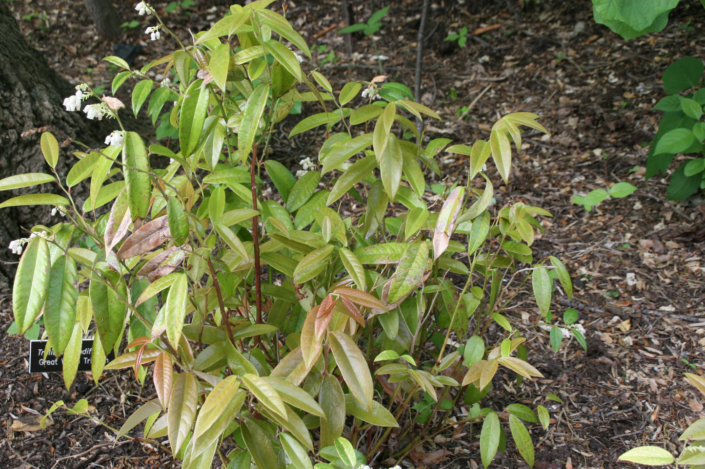 Coast Leucothoe Coastal Doghobble Leucothoe (Leucothoe axillaris)