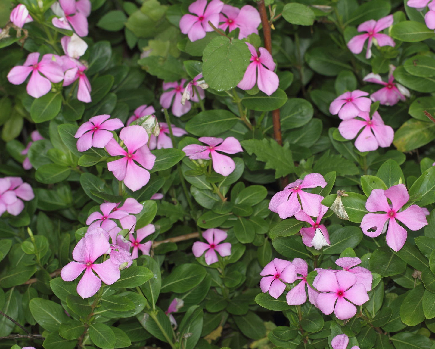 Madagascar Periwinkle Rose Rosy Periwinkle (Catharanthus roseus)