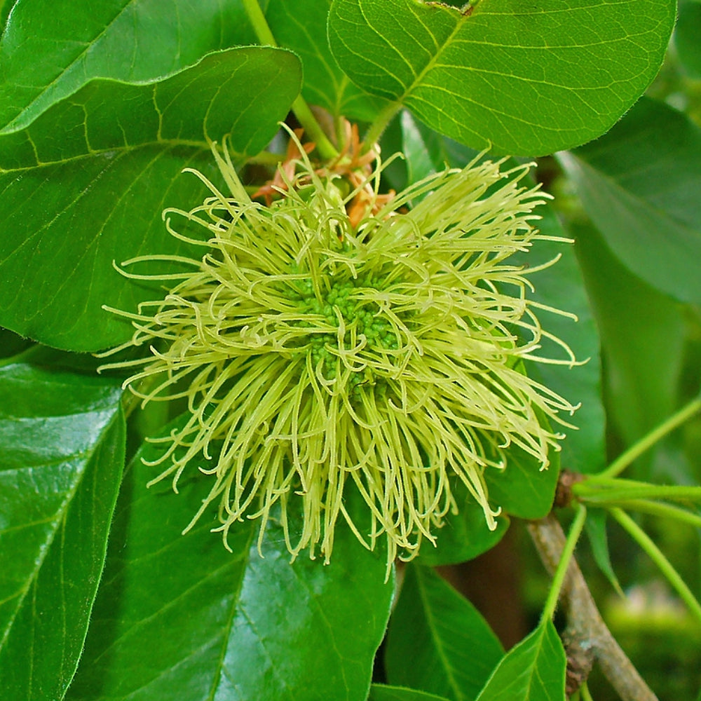 Bodark Bois Darc Hedge Apple Horse Osage Orange (Maclura pomifera)