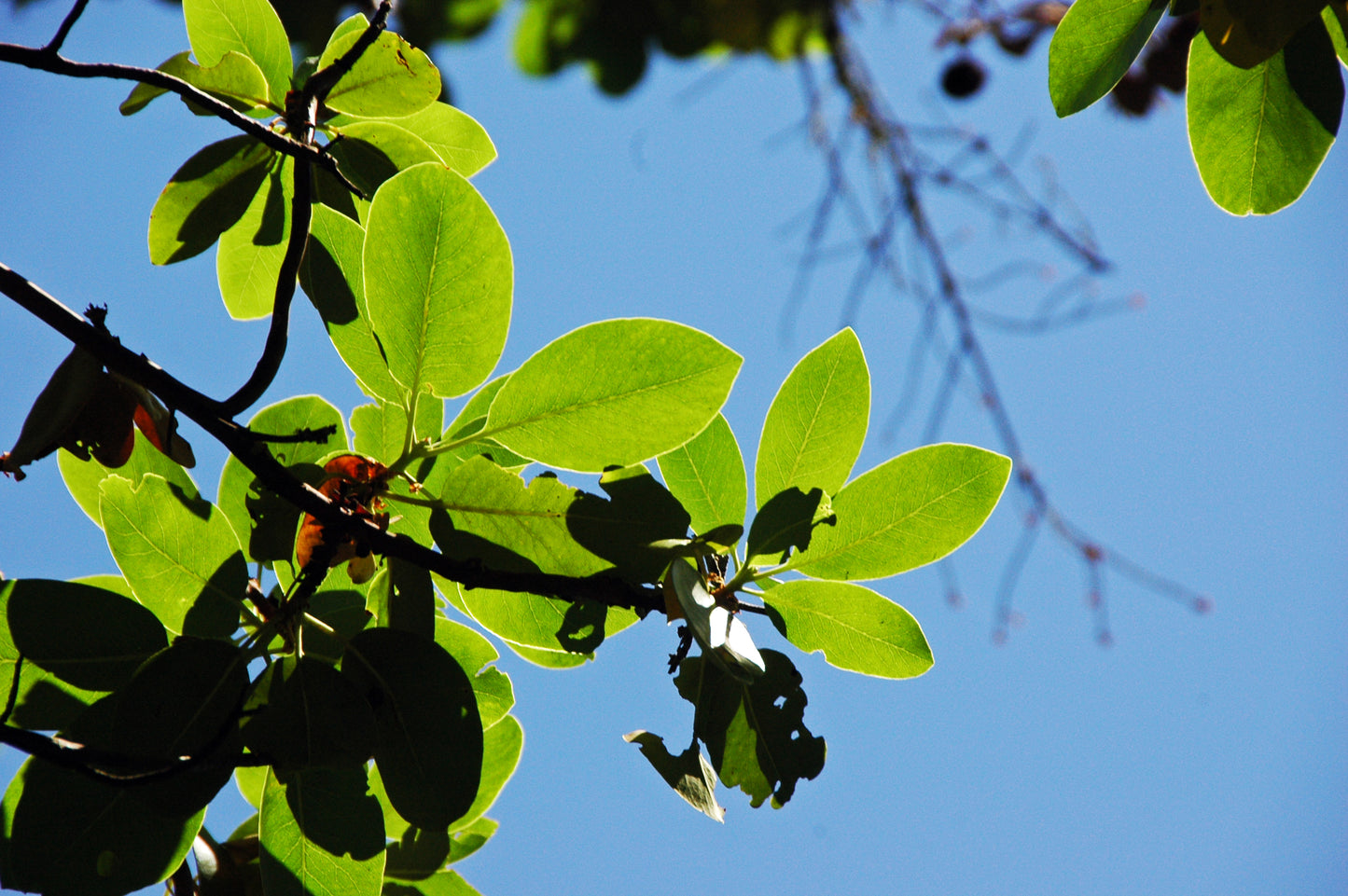 Bearberry Tree (Arbutus menziesii clean seed)
