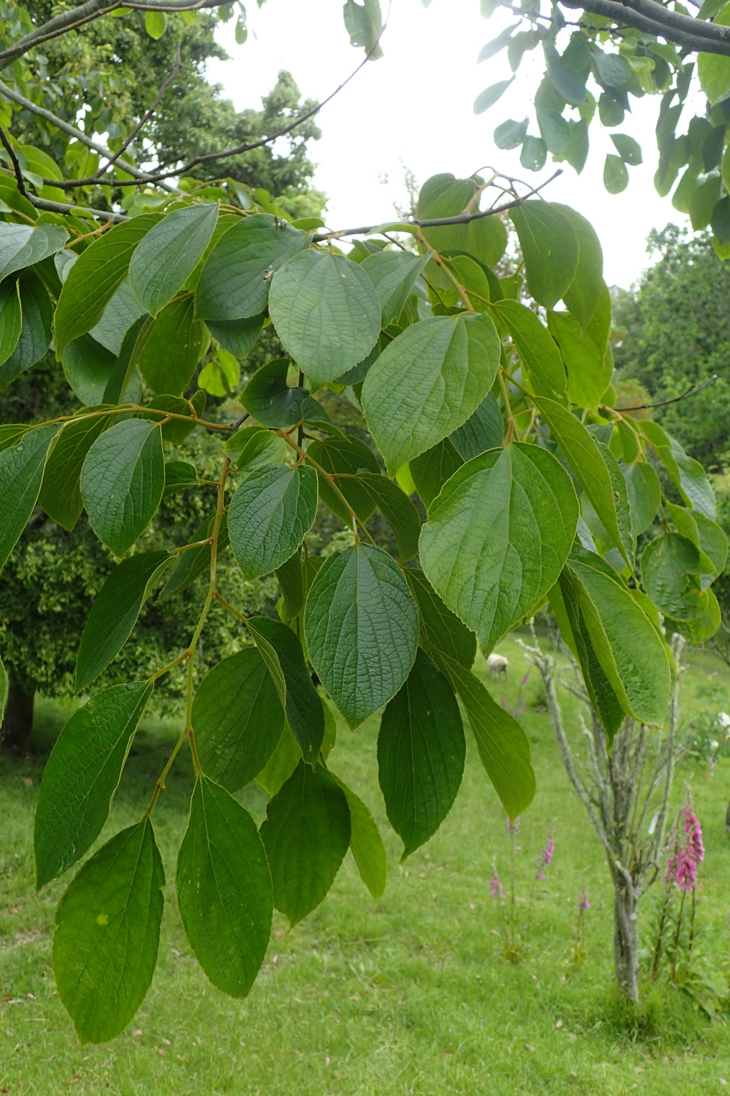 Julian Hackberry (Celtis julianae)