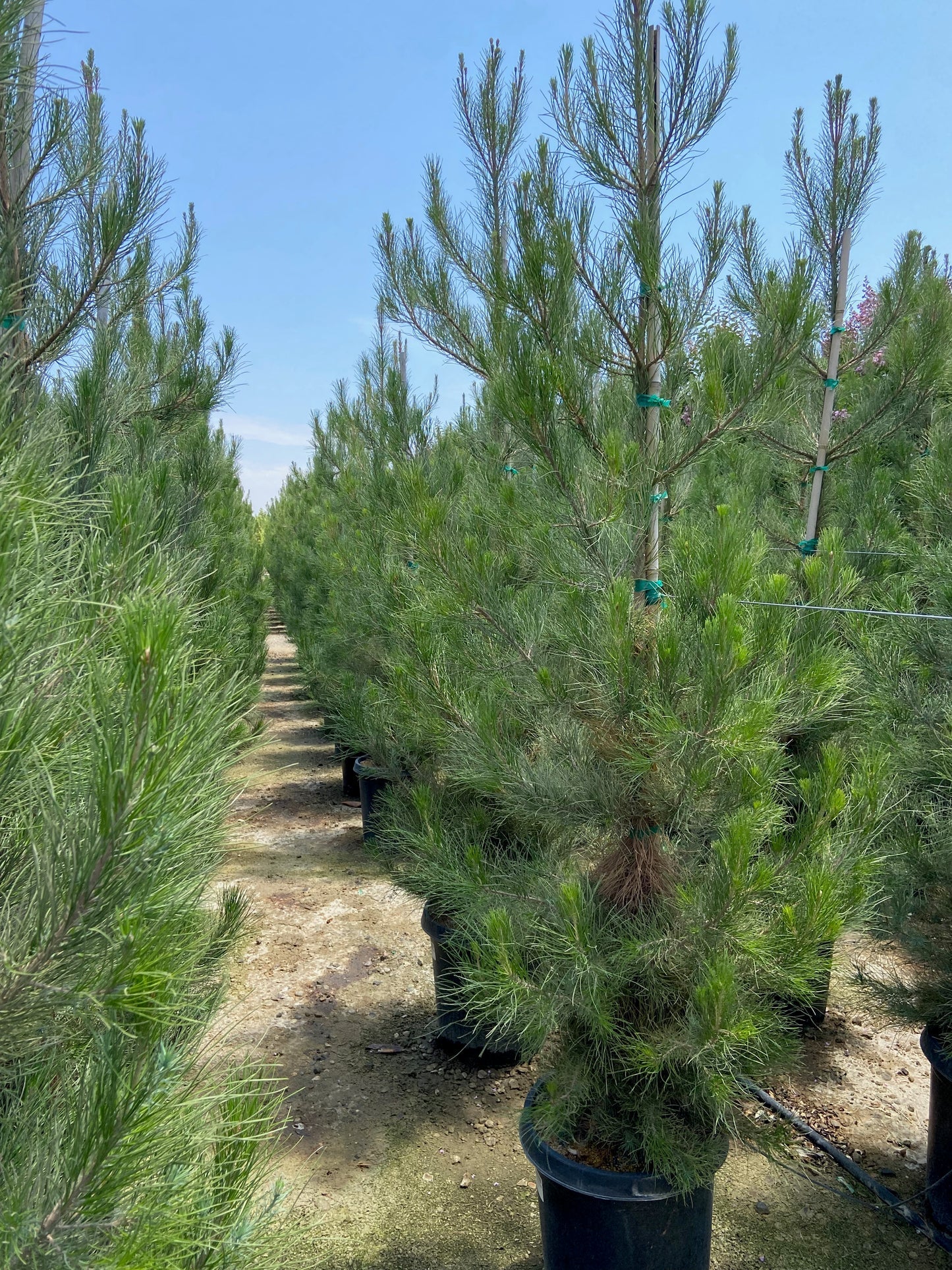 Afghan Pine Desert Eldarica Elder Lone Star Christmas Tree Mondell Pine (Pinus eldarica)