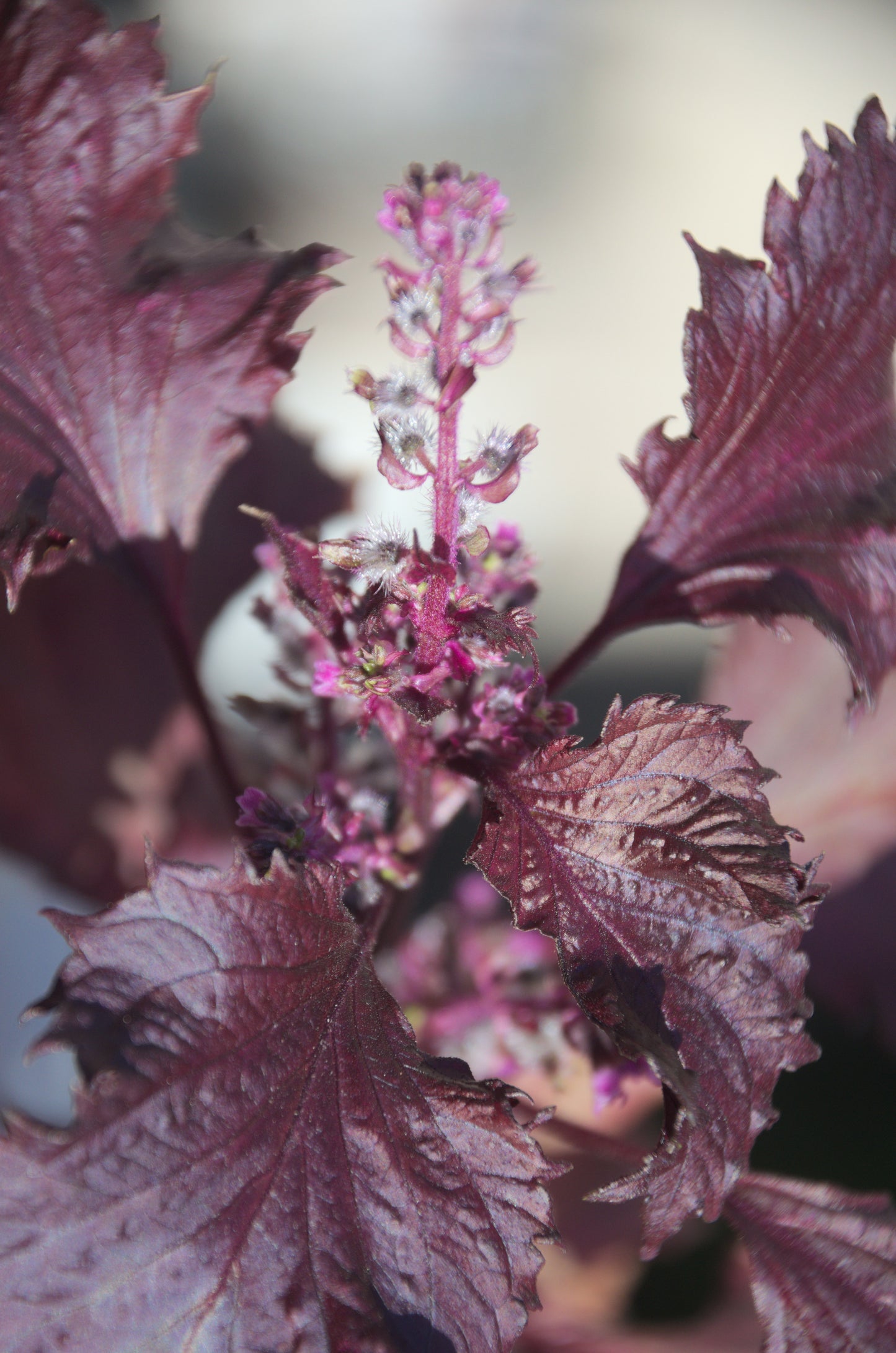 Beefsteakplant Perilla Shiso (Perilla frutescens)