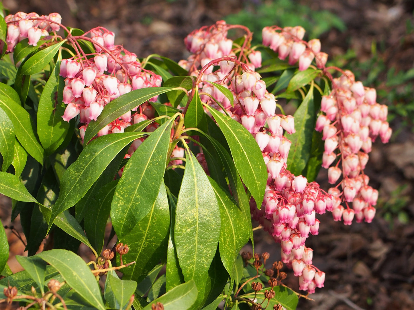 Japanese Andromeda Pieris (Pieris japonica)