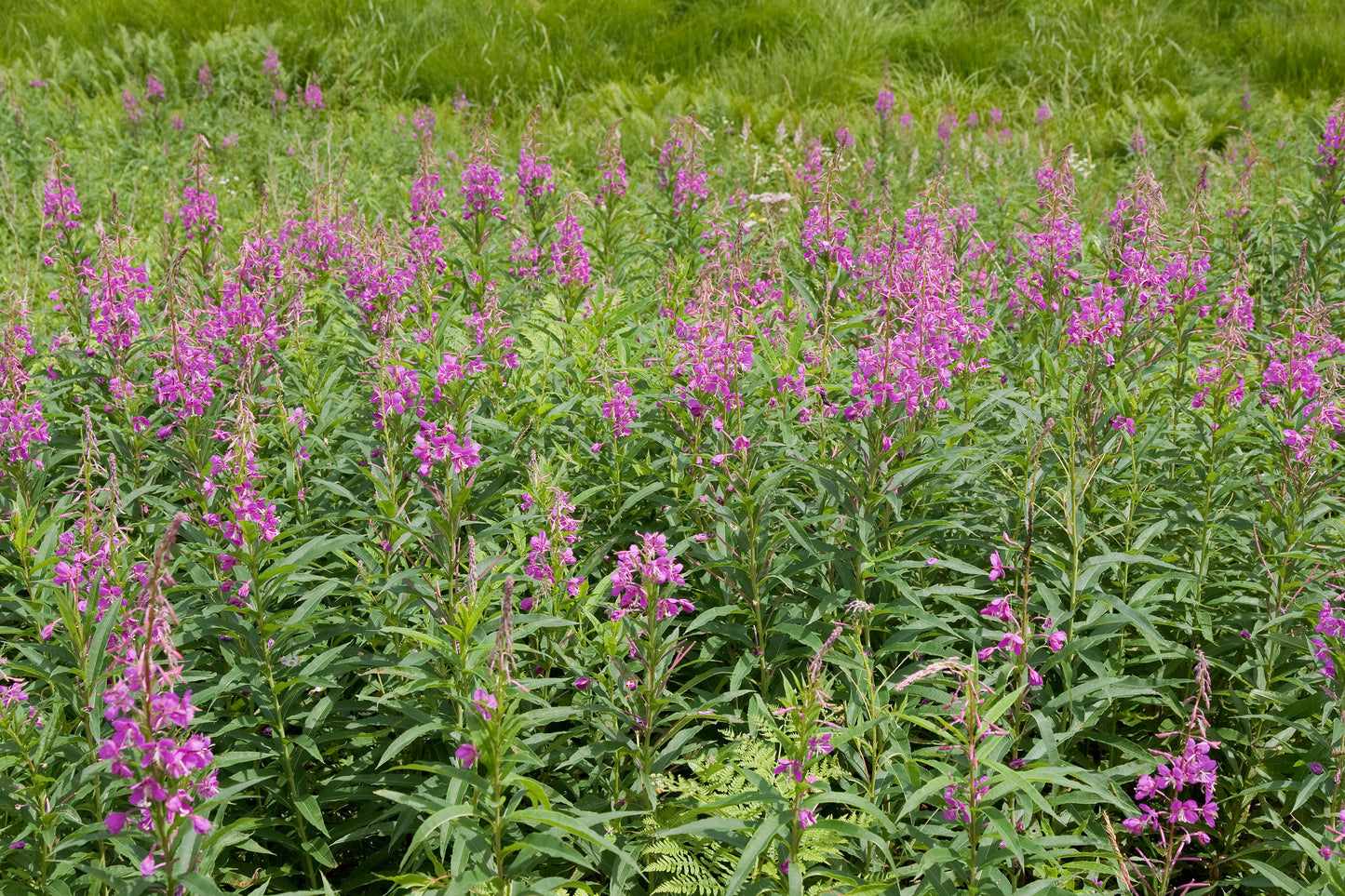Fireweed (Epilobium angustifolium)
