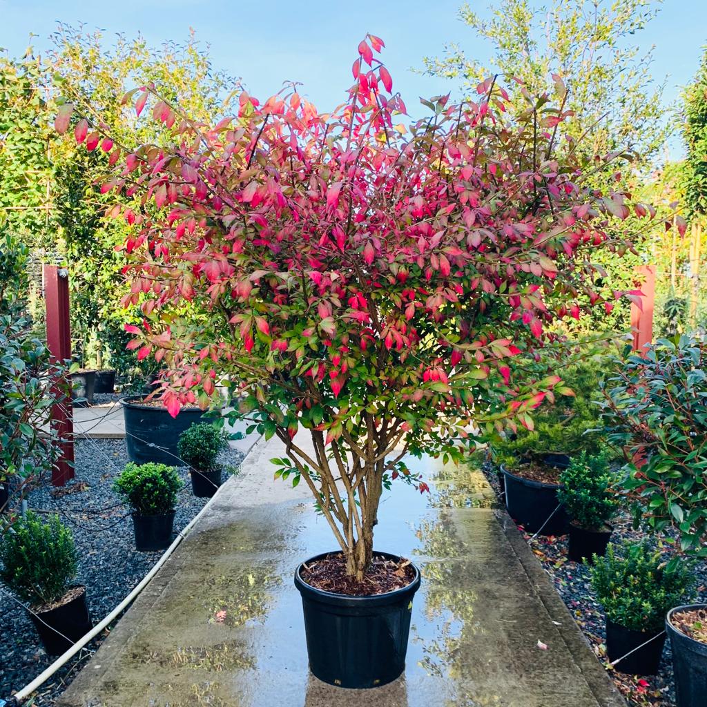 Burningbush, Winged Euonymus Spindle (Euonymus alatus)