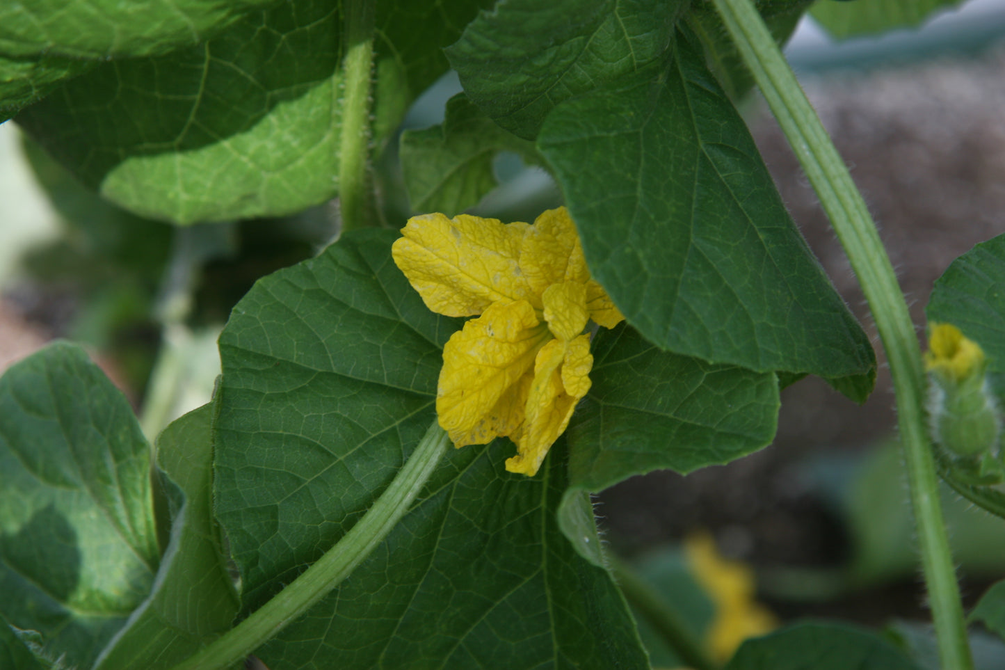 Hearts Gold Cantaloupe Hearts Melon (Cucumis melo 'Hearts of Gold')