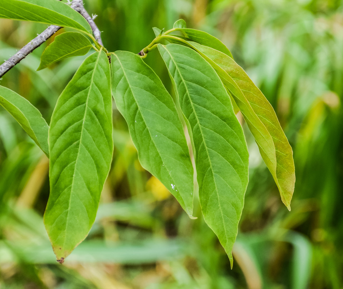 Bionds Magnolia Chinese Willow Leaf Hope Spring Magnolia (Magnolia biondii)