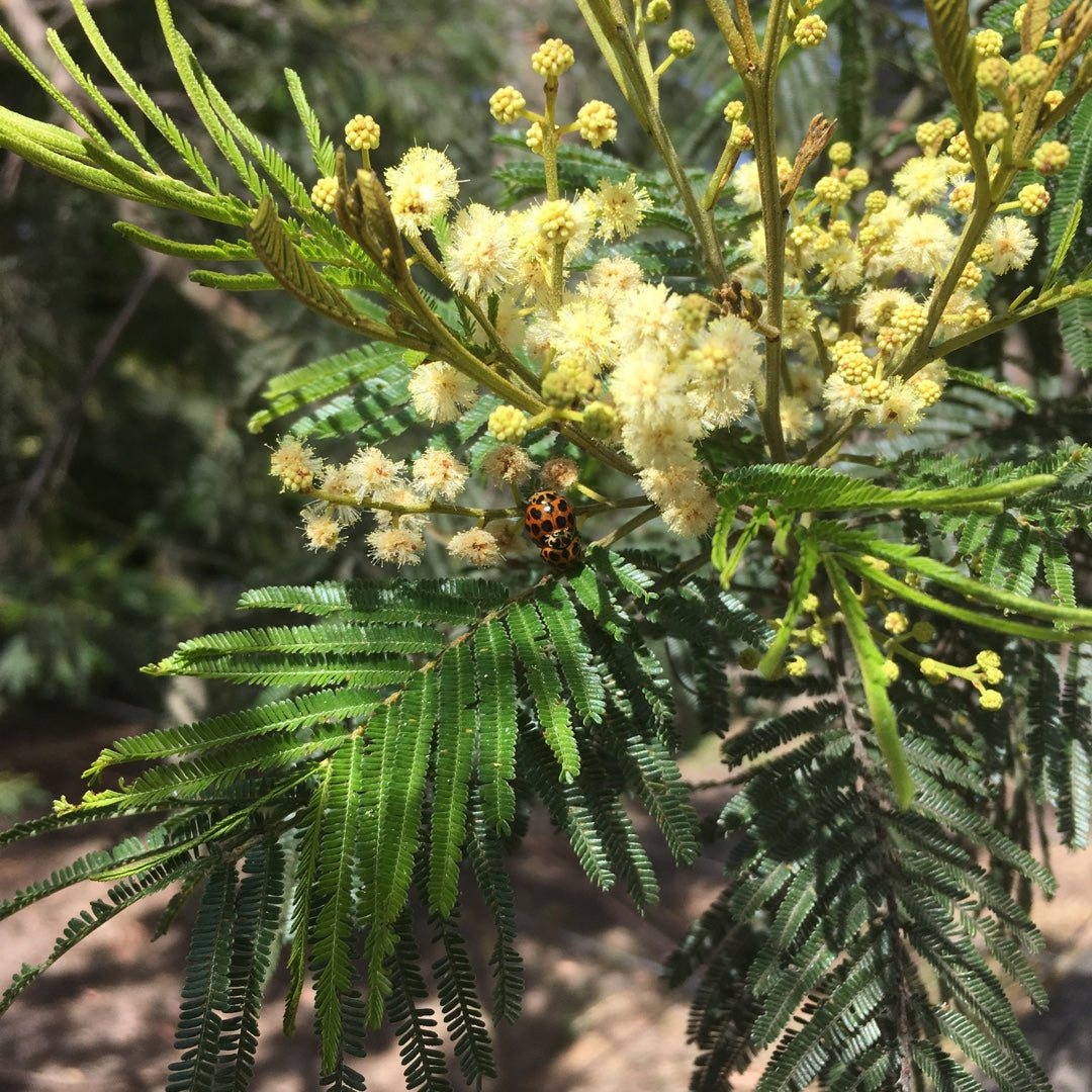 Black Wattle (Acacia mearnsii)