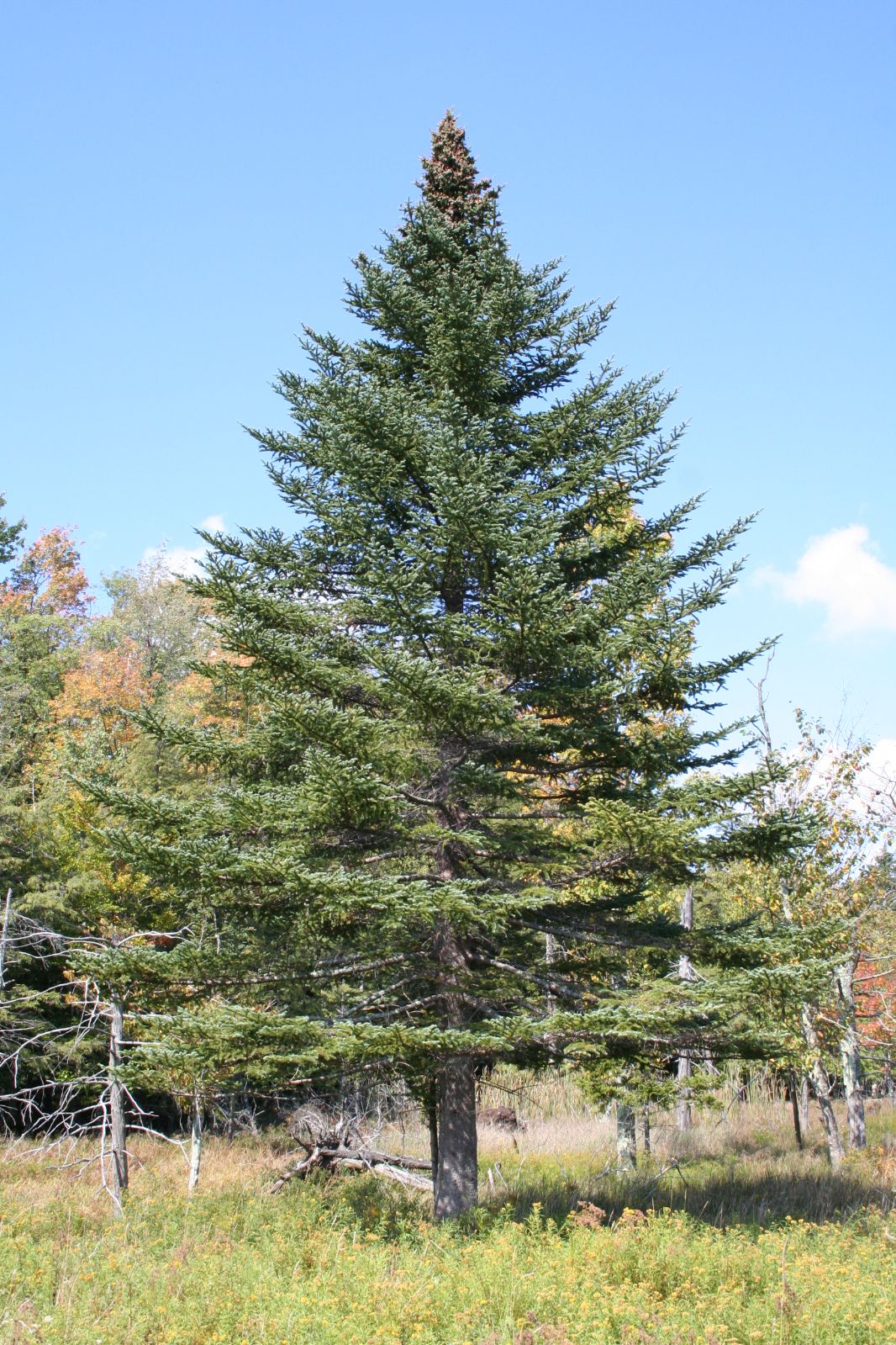 Canaan Fir (Abies balsamea var. phanerolepis WV Canaan)