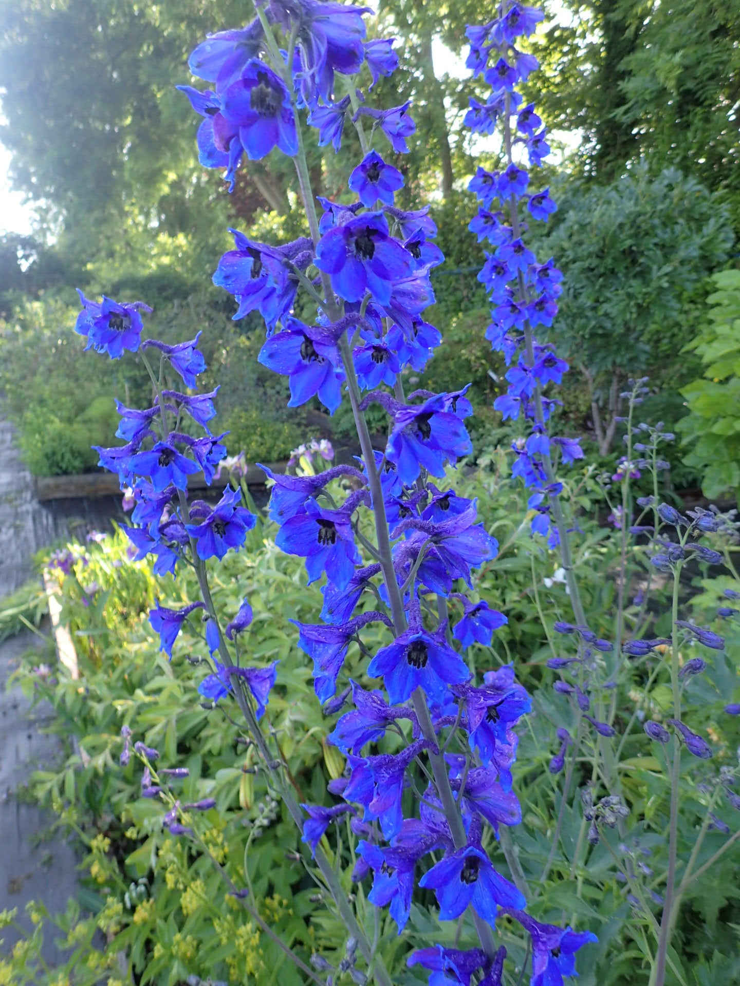 Giant Imperial Delphinium (Delphinium sp 'Giant Imperial')