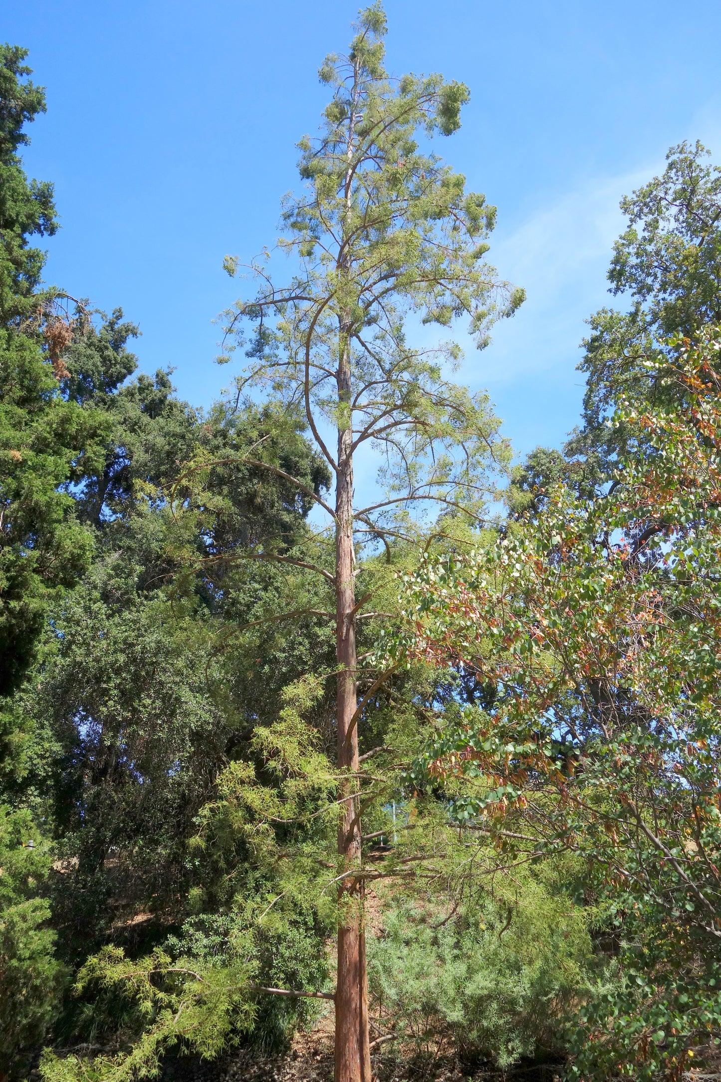 Chinese Swamp Cypress (Glyptostrobus pensilis)