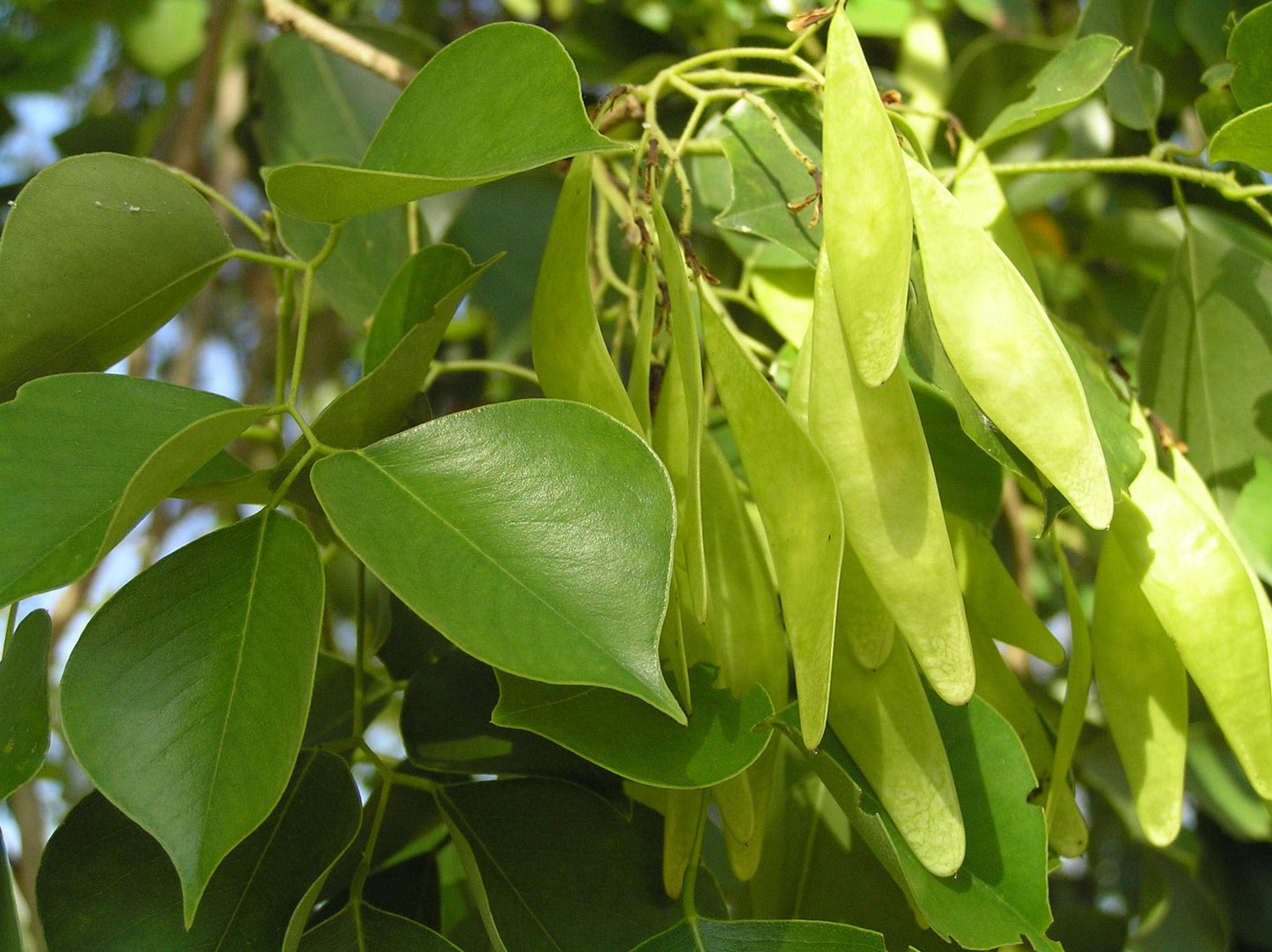Hardy Rosewood (Dalbergia hupeana)