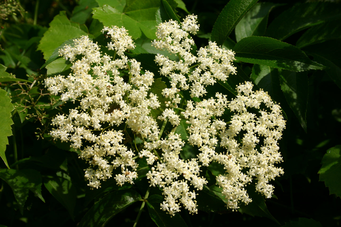 American Elder American Elderberry Elder (Sambucus canadensis)