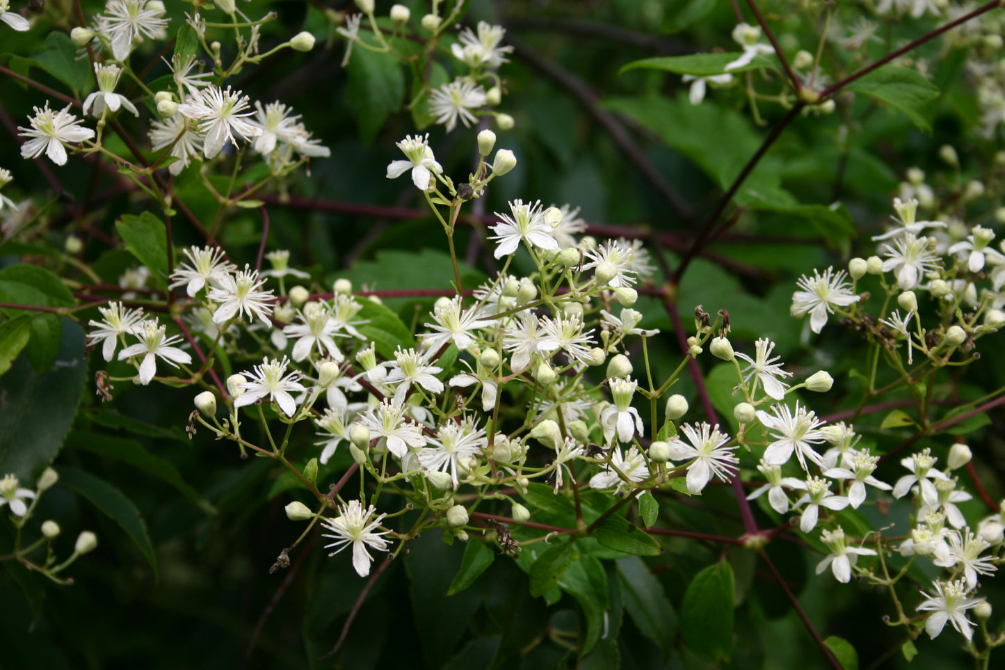 Devils Darning Needles Virgins Bower (Clematis virginiana)