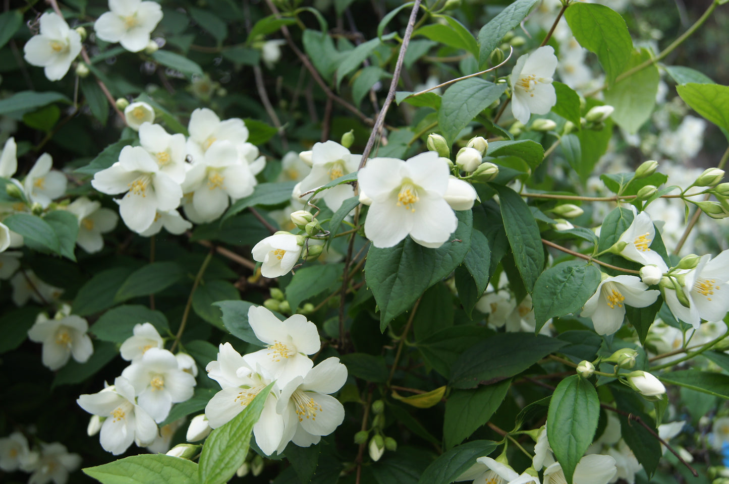 Garden Mockorange Mock Orange (Philadelphus coronarius)