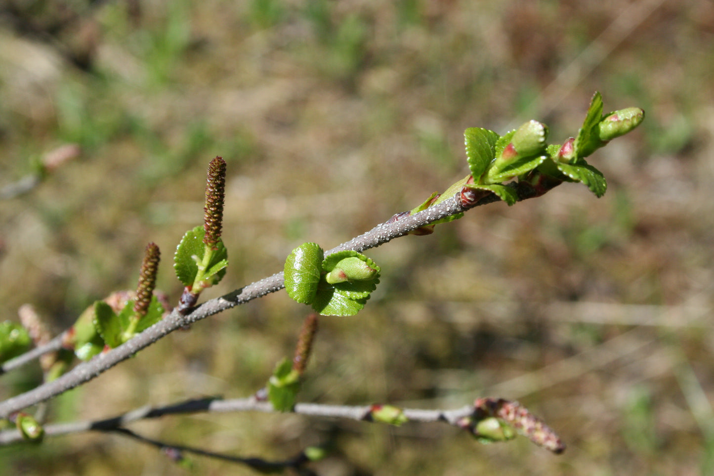 American Dwarf Birch Arctic Bog Resin Scrub Shrub Tundra Birch (Betula glandulosa)