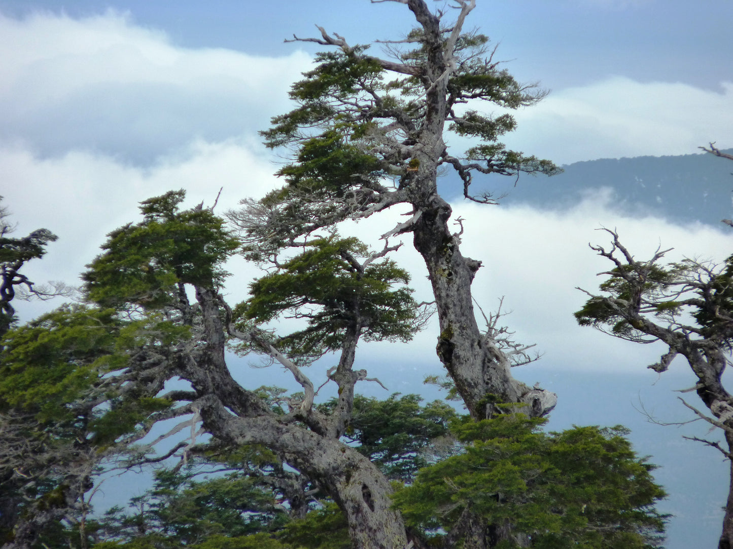 Coigue Coihue Dombeys Beeech Beech (Nothofagus dombeyi)