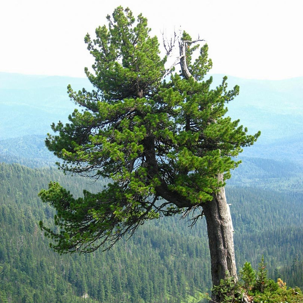 Siberian Sibirica Swiss Stone Pine (Pinus cembra ssp. Sibirica)