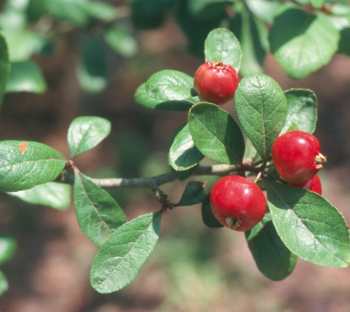 Mayhaw Riverflat Mayhaw (Crataegus opaca)