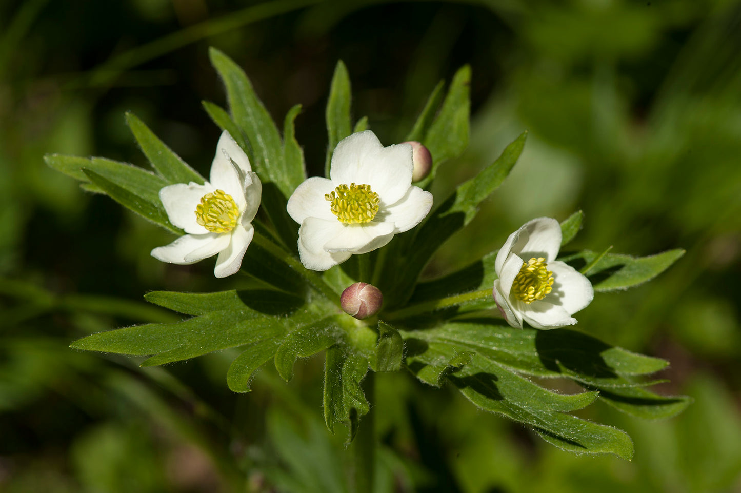 Mayhaw Riverflat Mayhaw (Crataegus opaca)
