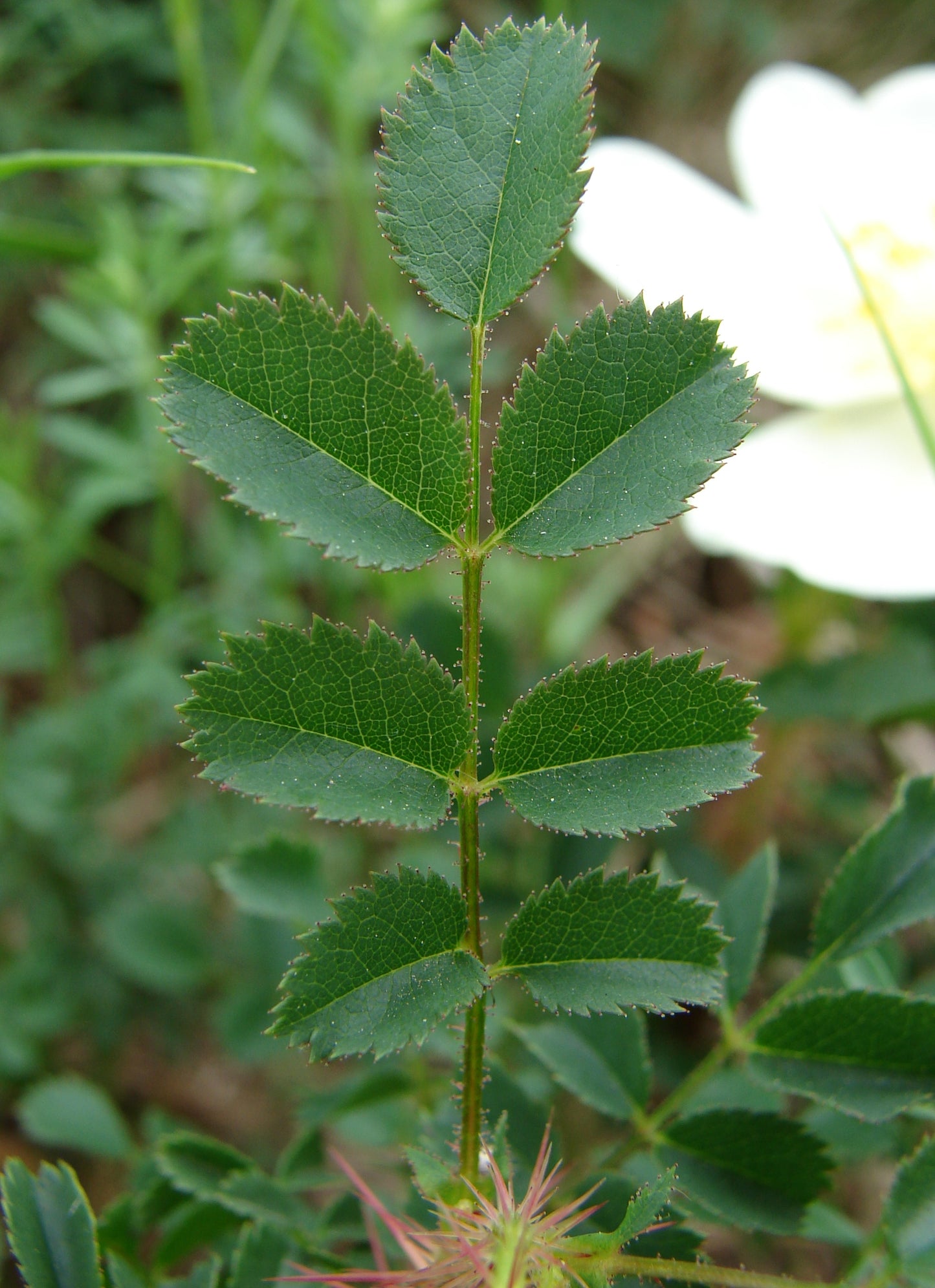 Burnet Scotch Rose (Rosa spinosissima)