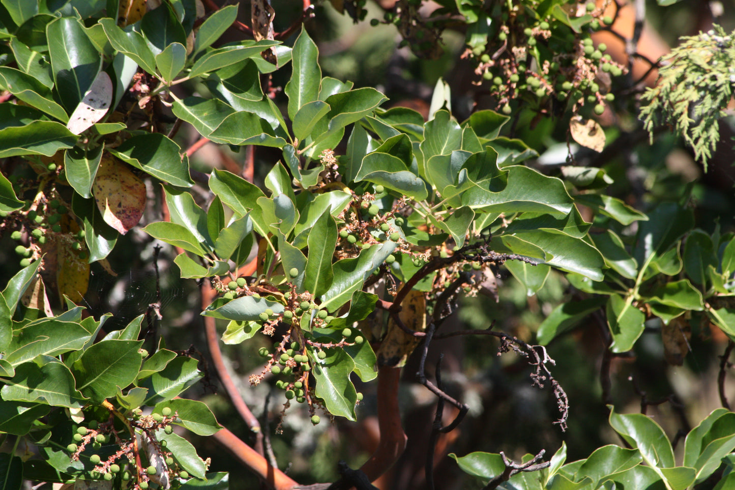 Bearberry Tree (Arbutus menziesii clean seed)
