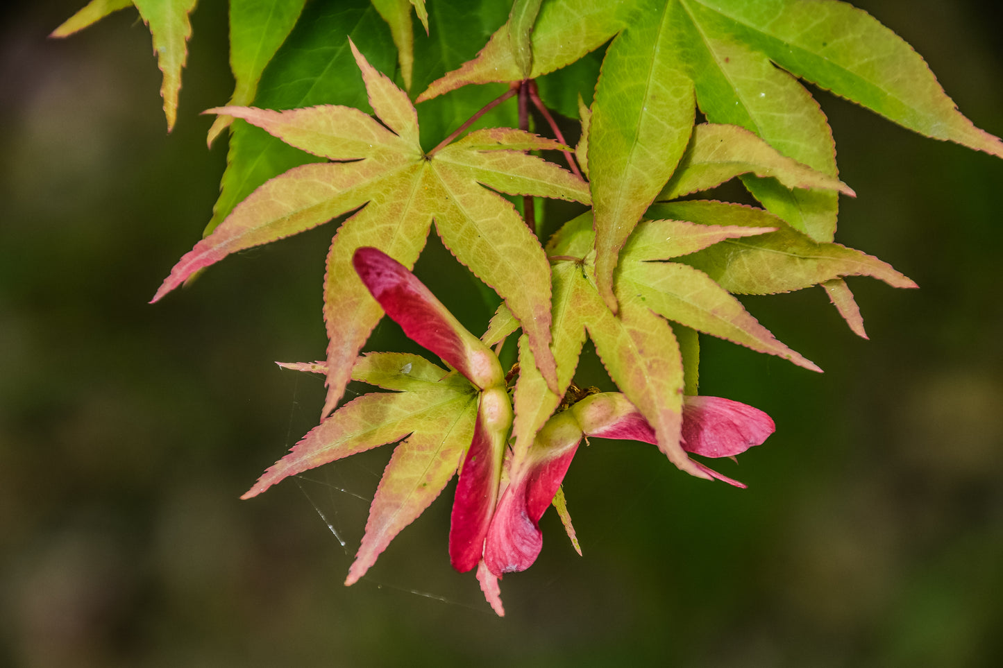 Koto-no-ito Maple (Acer palmatum ssp. amoenum 'Koto-no-ito' dry seed)