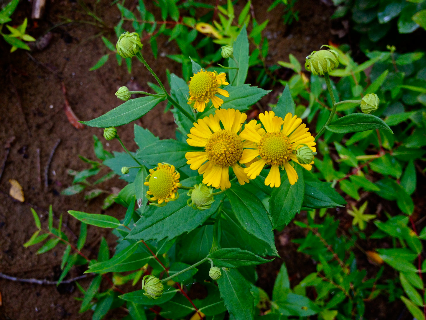 Bitterweed Sneezeweed Fall False Sunflower Helens Large-flowered Sneezeweed (Helenium autumnale)