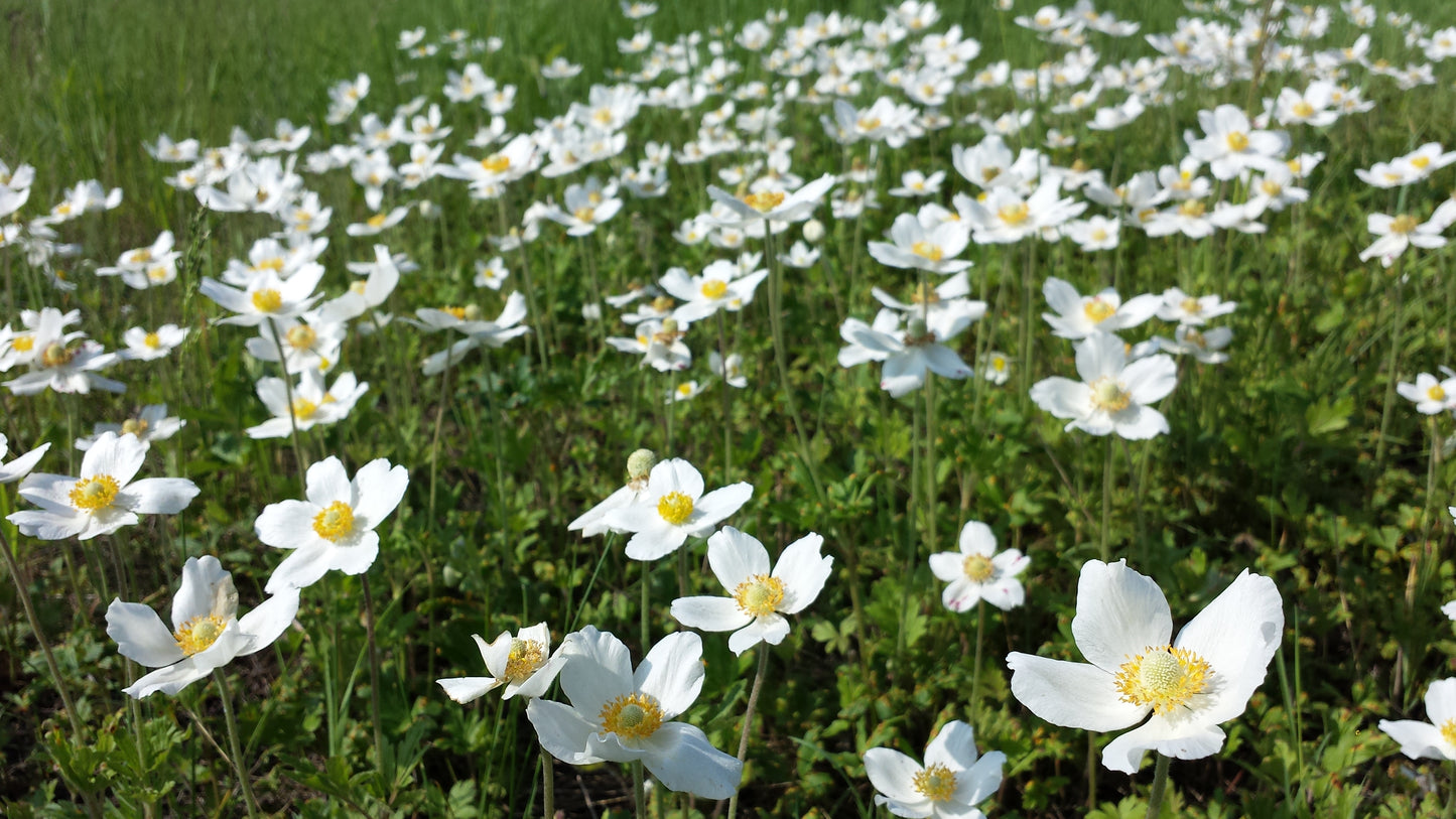 Snowdrop (Anemone sylvestris)