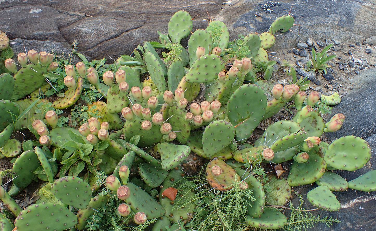 Devils-tongue Prickly Pear Fig (Opuntia humifusa)