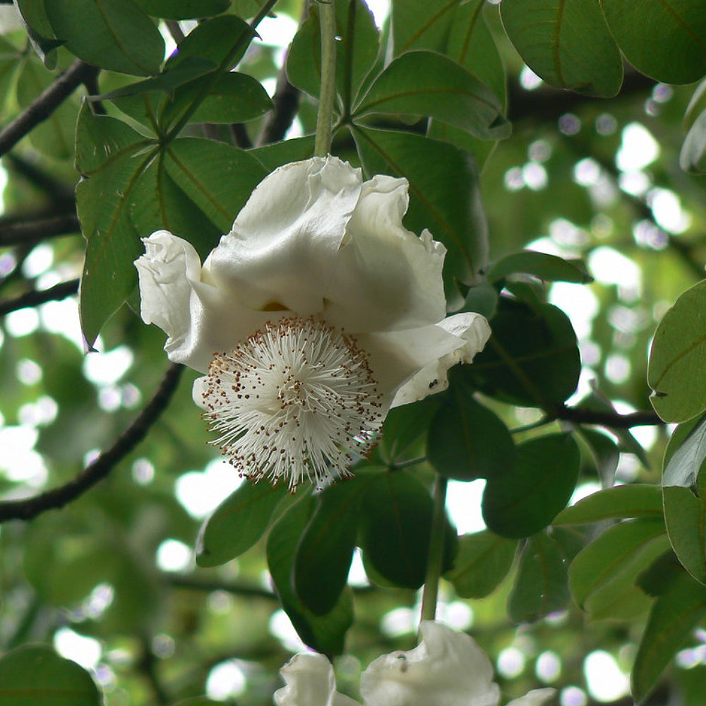 Baobab Cream Tartar Dead Rat Monkey-bread Tree (Adansonia digitata)