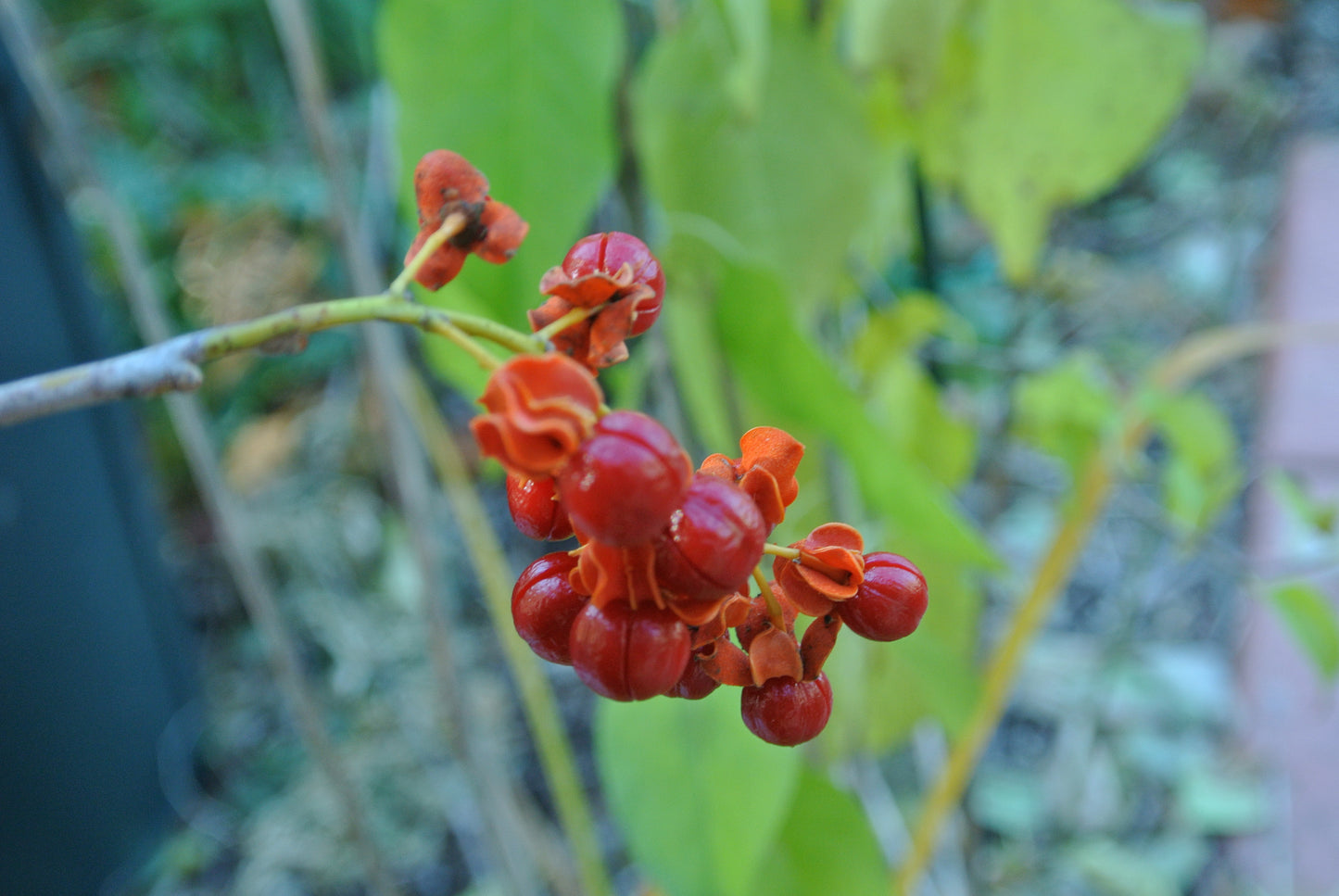 American Bittersweet Climbing Bittersweet (Celastrus scandens)