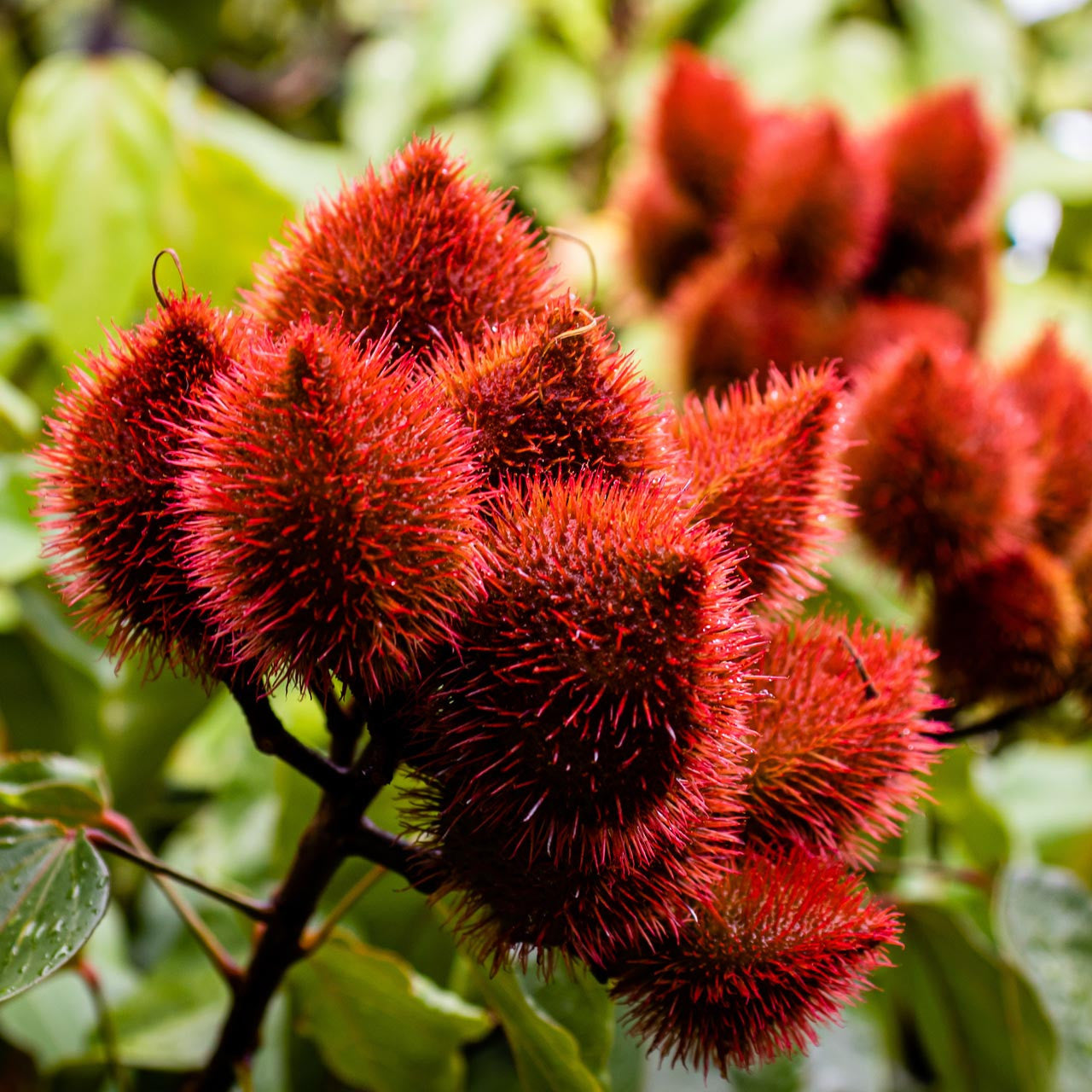 Achiote Annatto Lipstick Tree Lipsticktree (Bixa orellana)