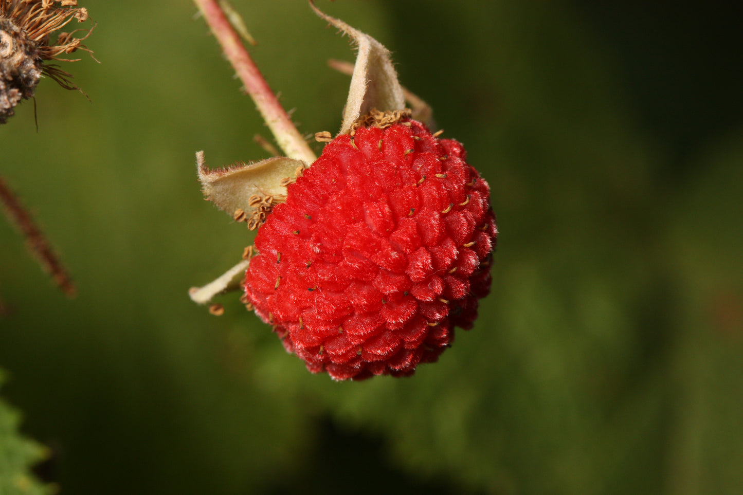 Thimbleberry (Rubus parviflorus)